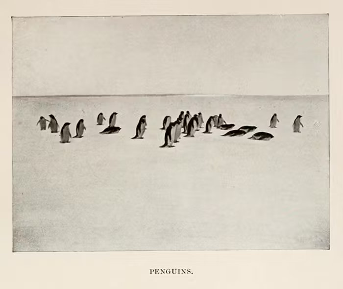 'Penguins' by Hjalmar Johansen, 1913
https://pdimagearchive.org/images/93417296-09fc-4b06-bdbc-83f53389fb58/
Public domain A black and white vintage photograph titled 'PENGUINS.' In the photo is a scattered group of about two dozen penguins standing, walking, and sliding on a flat, vast expanse of ice or snow under a clear sky.