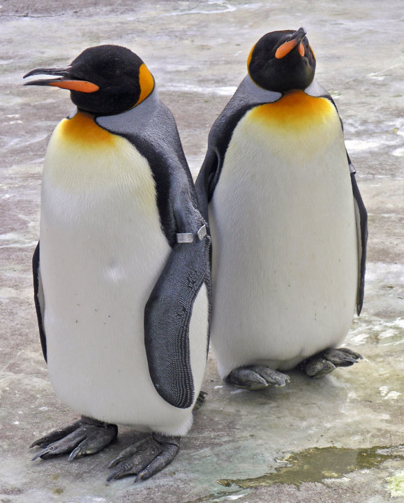 'Penguins at Edinburgh Zoo' by SeanMack, 2006
https://commons.wikimedia.org/wiki/File:Penguins_Edinburgh_Zoo_2004_SMC.jpg
CC BY-SA 3.0
https://creativecommons.org/licenses/by-sa/3.0/ Two king penguins standing side-by-side on a flat, textured rock platform at Edinburgh Zoo. The penguin on the left faces left, while the penguin on the right has its head tilted up towards the sky. Both penguins have black heads, bright orange-yellow patches on their throats, white bellies, and grey flippers.